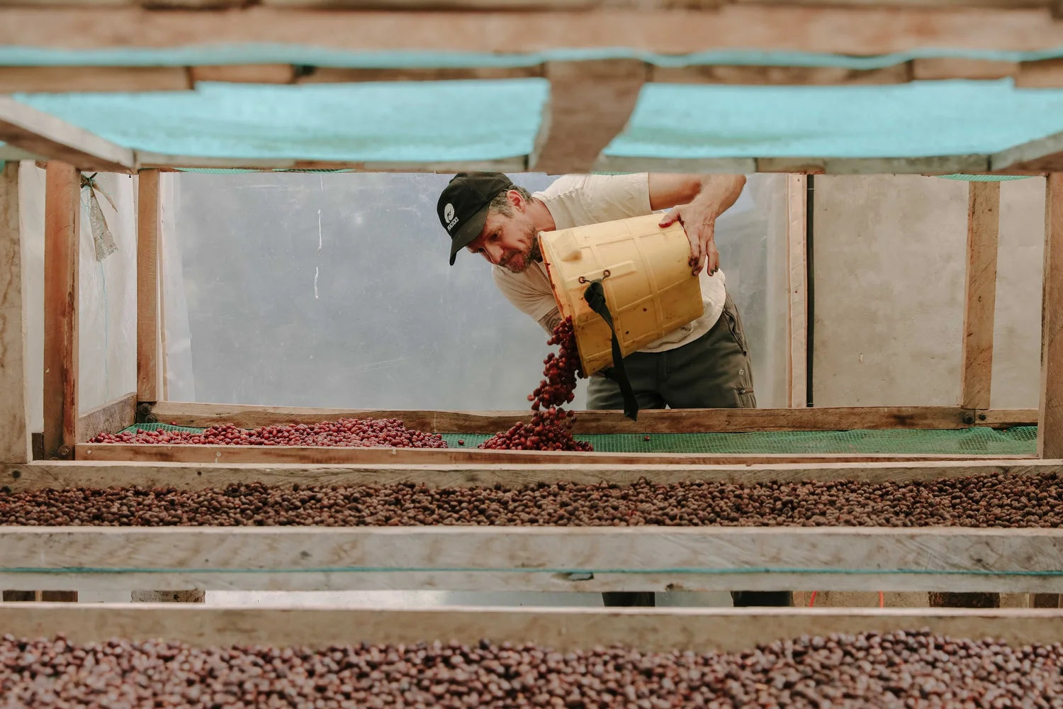 搶先上架｜424 厄瓜多木瓜莊園 美荷拉朵水洗 200 克