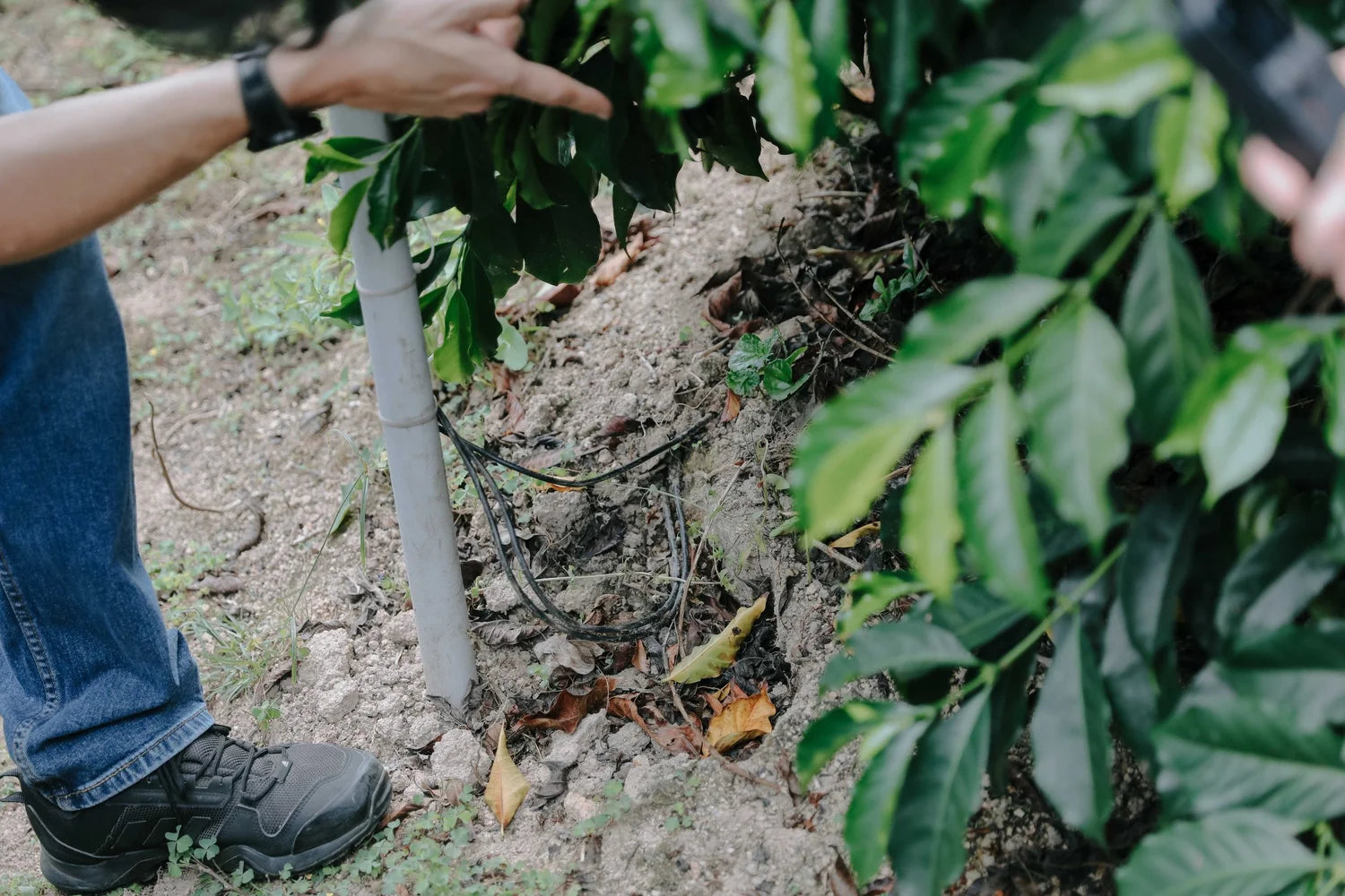 搶先上架｜424 厄瓜多木瓜莊園 美荷拉朵水洗 200 克